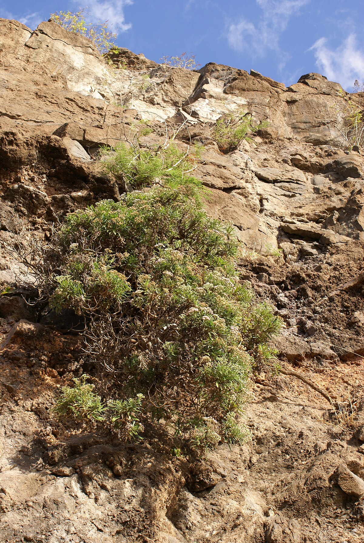 Monarrhenus salicifolius
