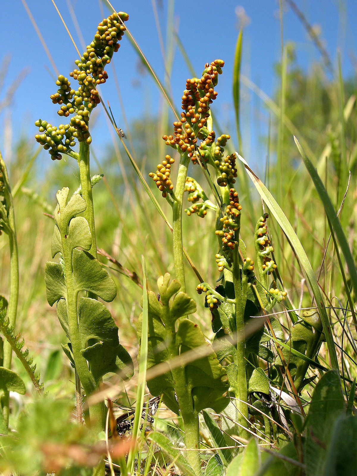 Le Botryche lunaire (Botrychium lunaria)
