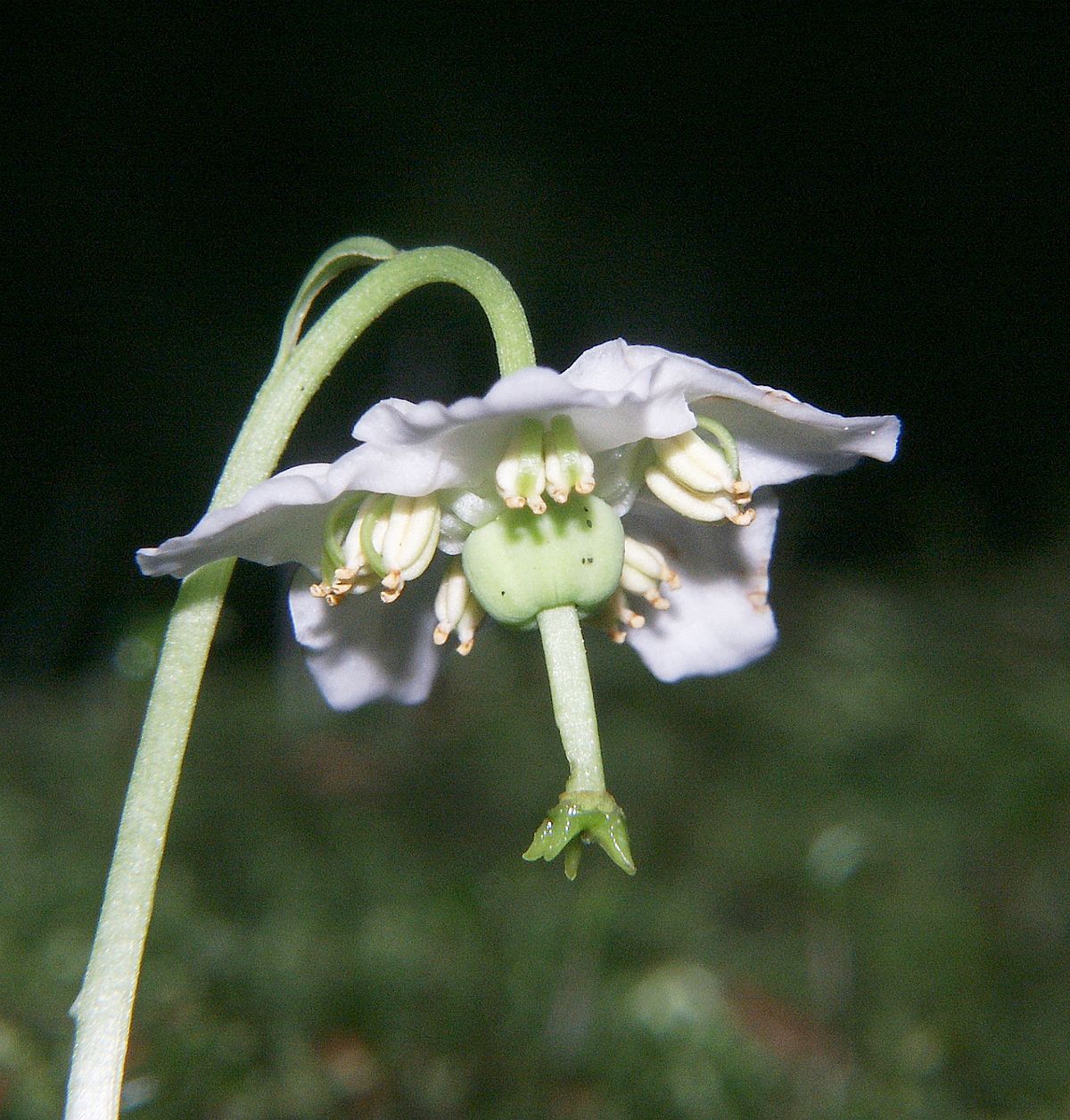 Détail de la fleur