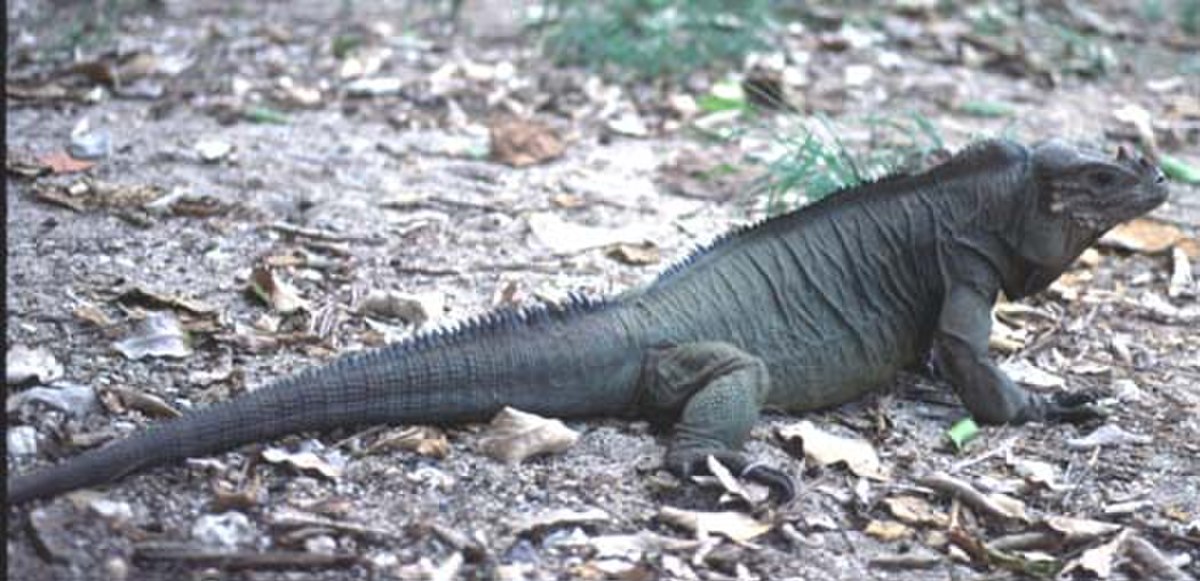 Cyclura cornuta stejnegeri