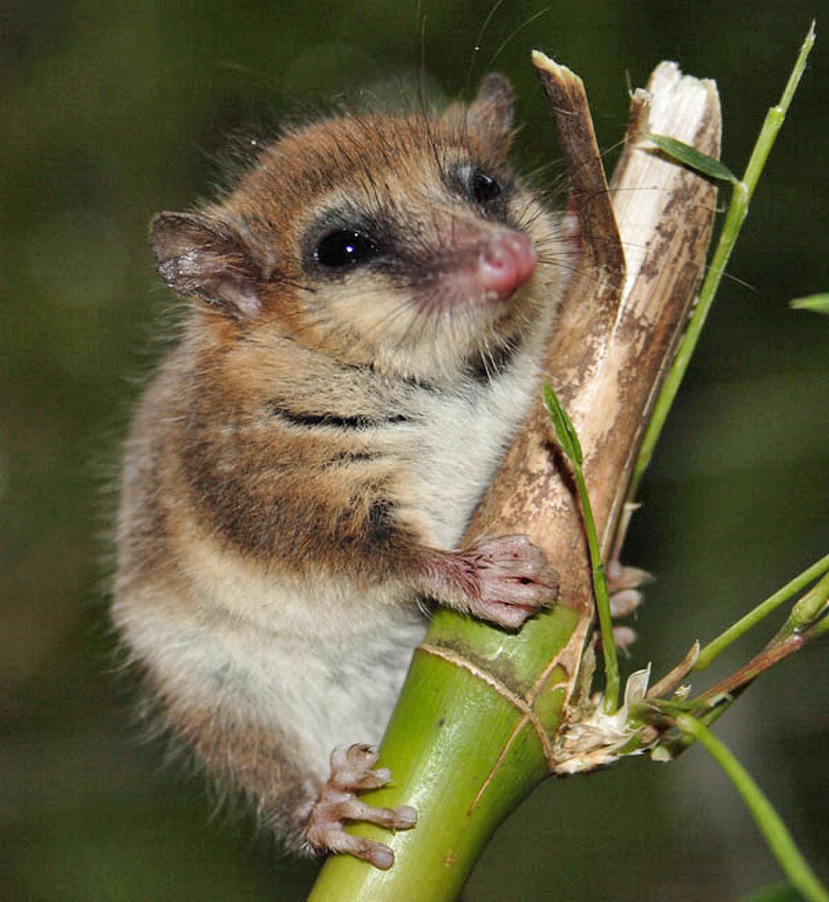 Dromiciops gliroides