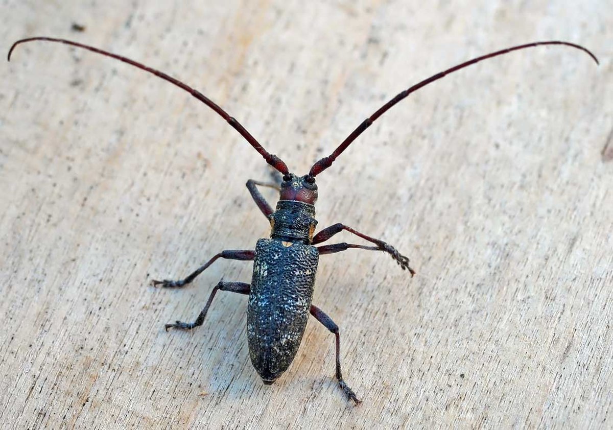 Monochamus