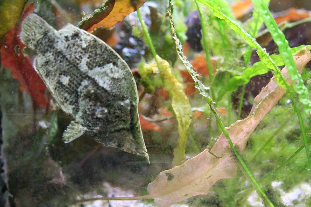 Poisson feuille