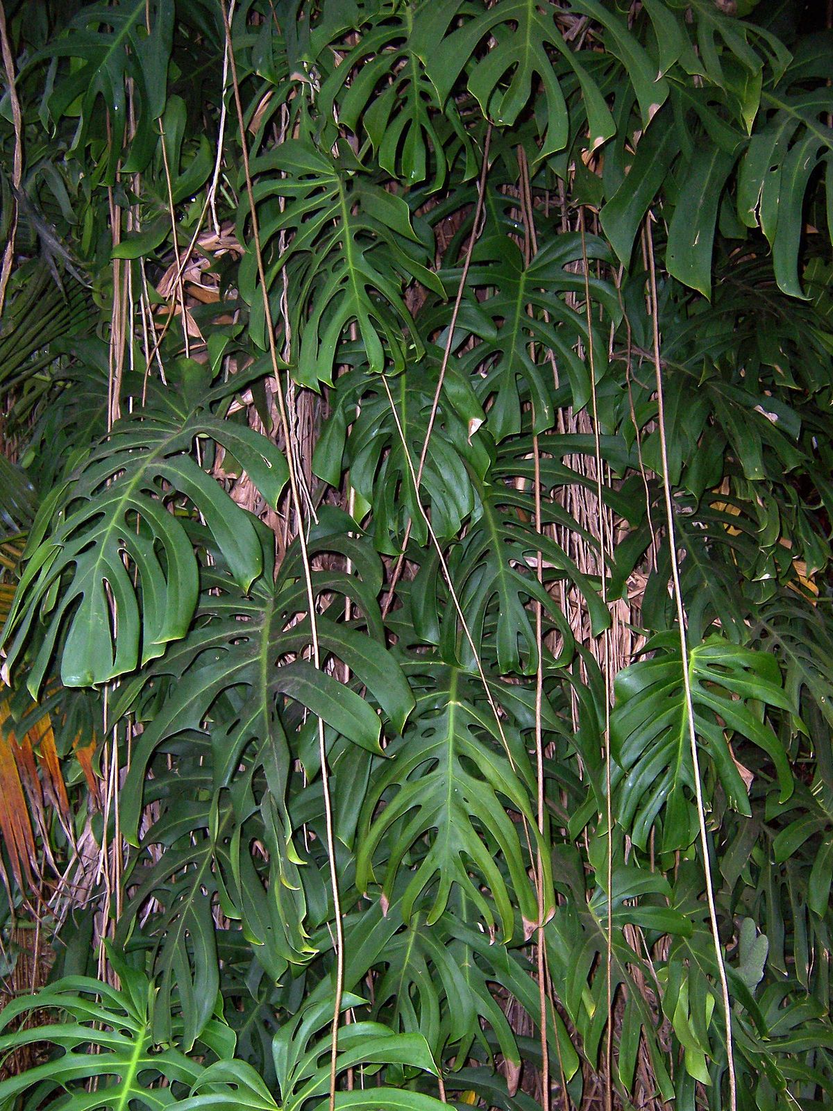 Faux philodendron