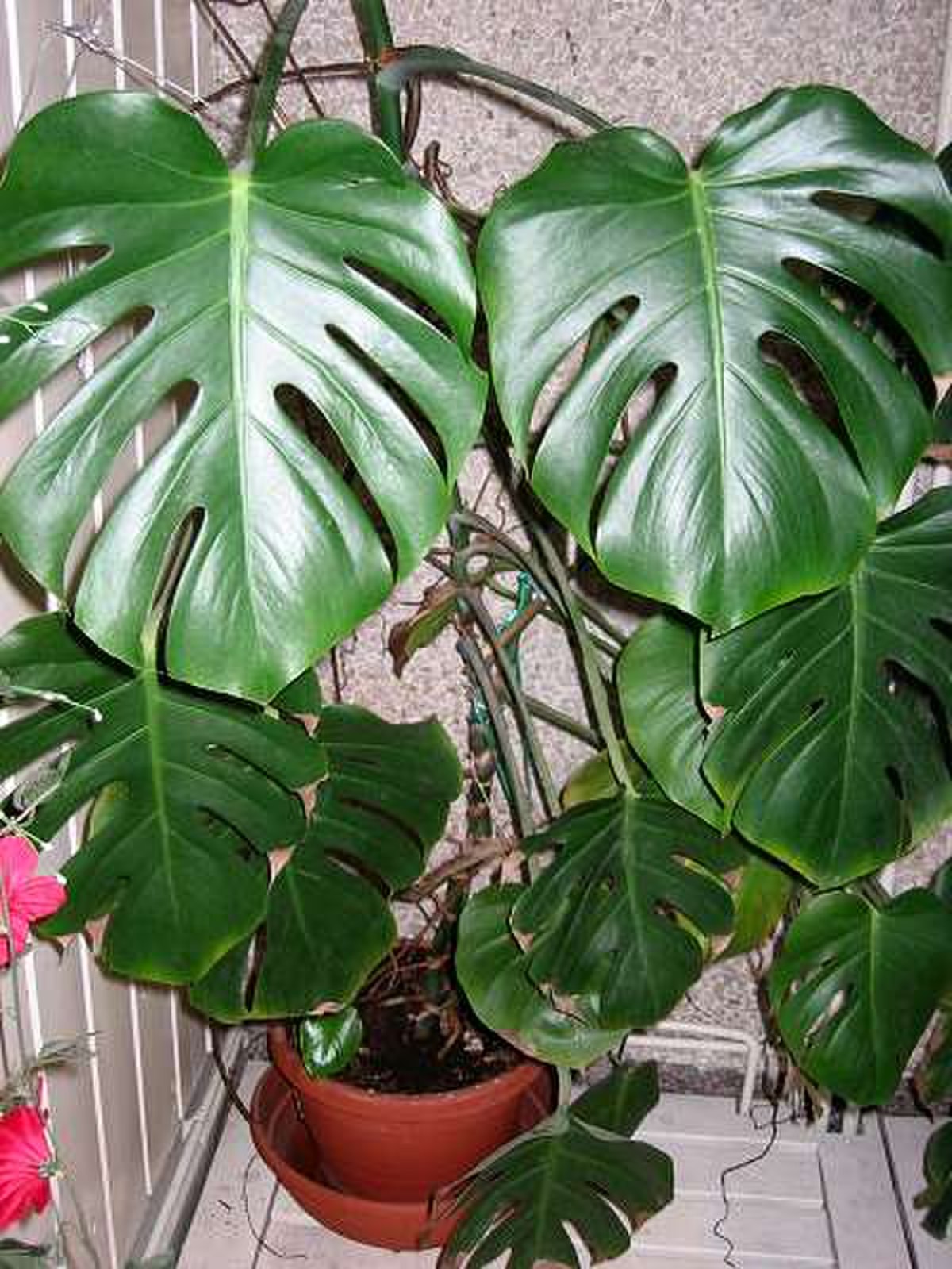 Monstera deliciosa est une plante d'appartement populaire, souvent appelée de manière impropre « philodendron »