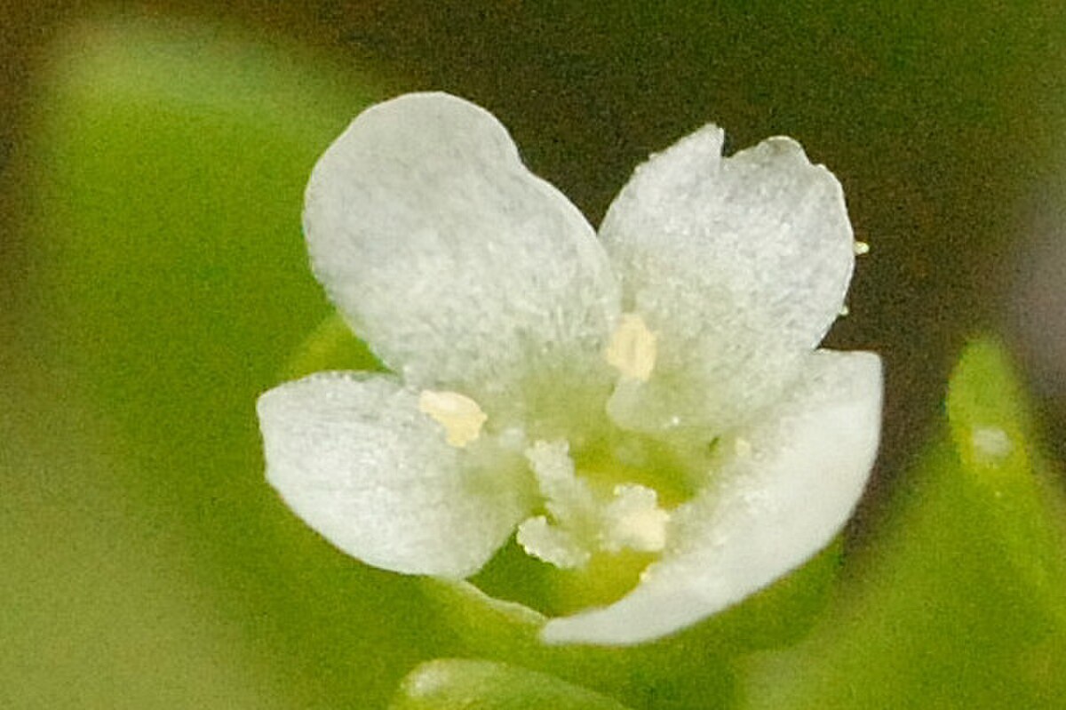 Montiaceae
