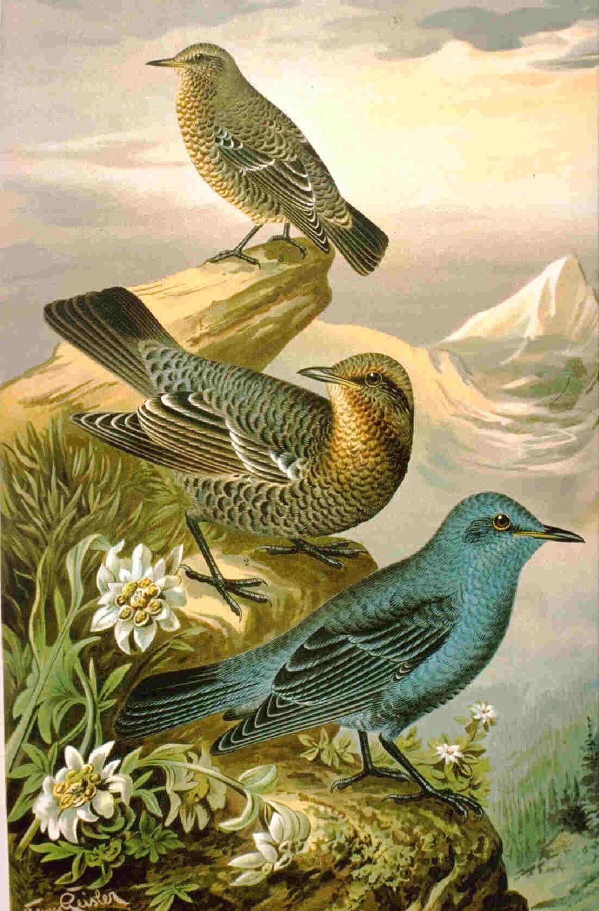 Monticole merle-bleu