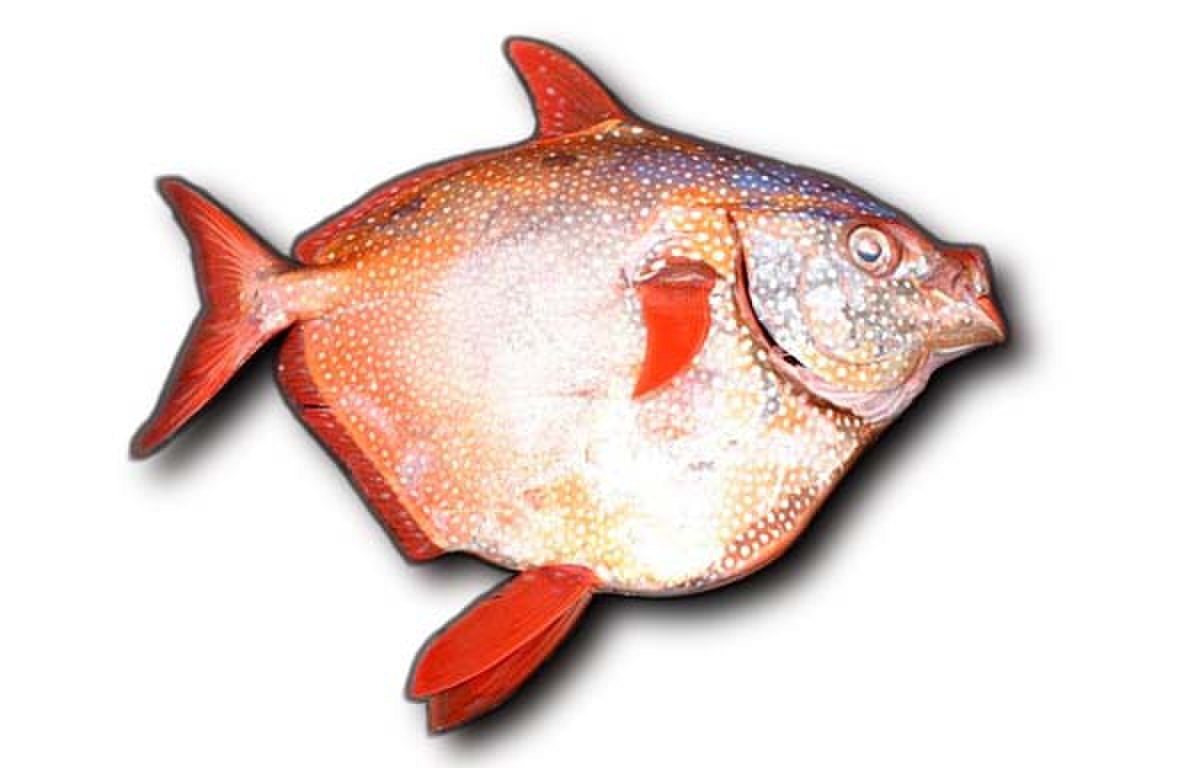 Lampris