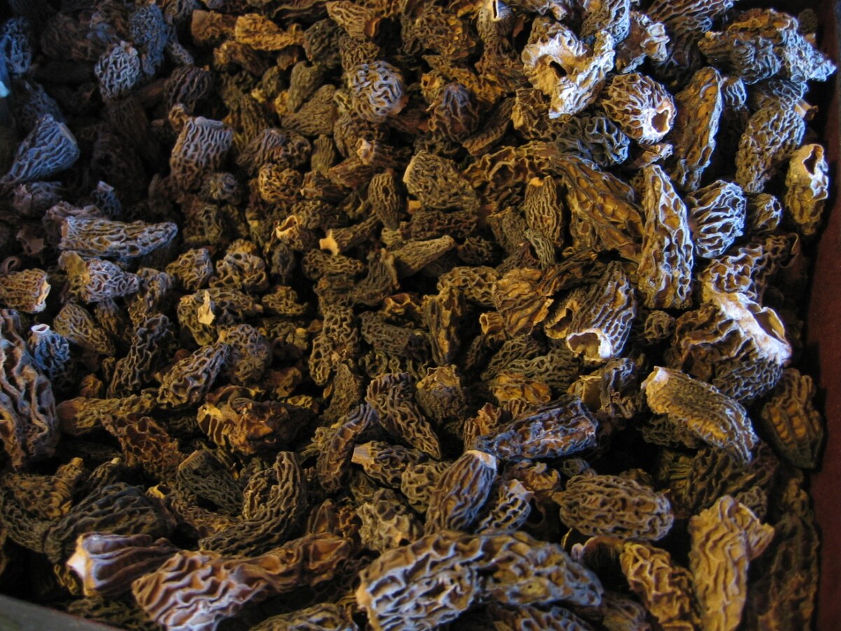 Morilles séchées.jpg