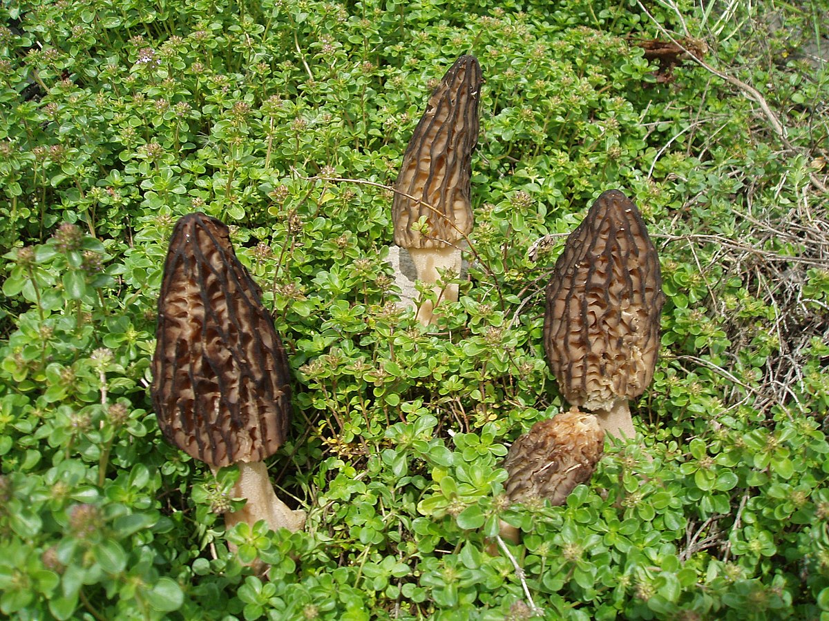 Morilles.JPG