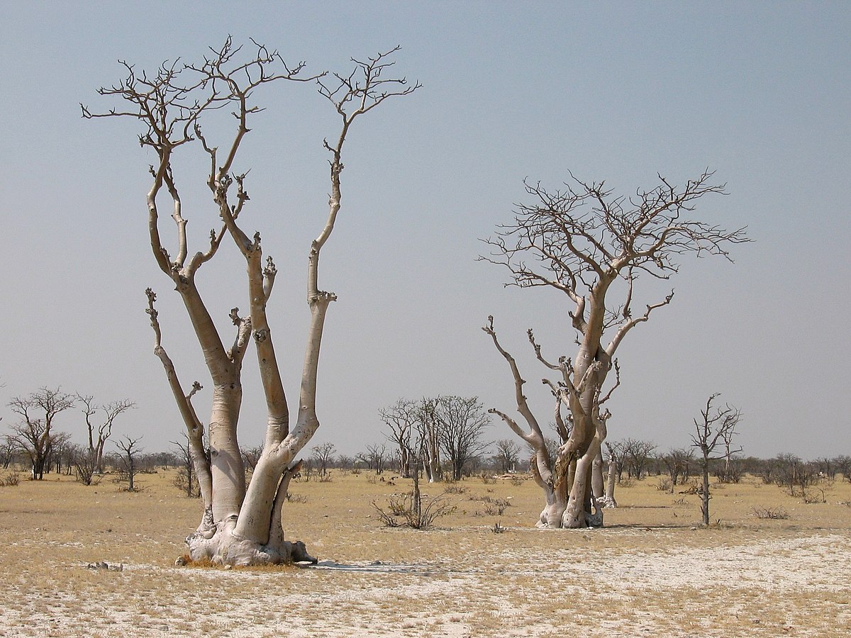 Moringaceae
