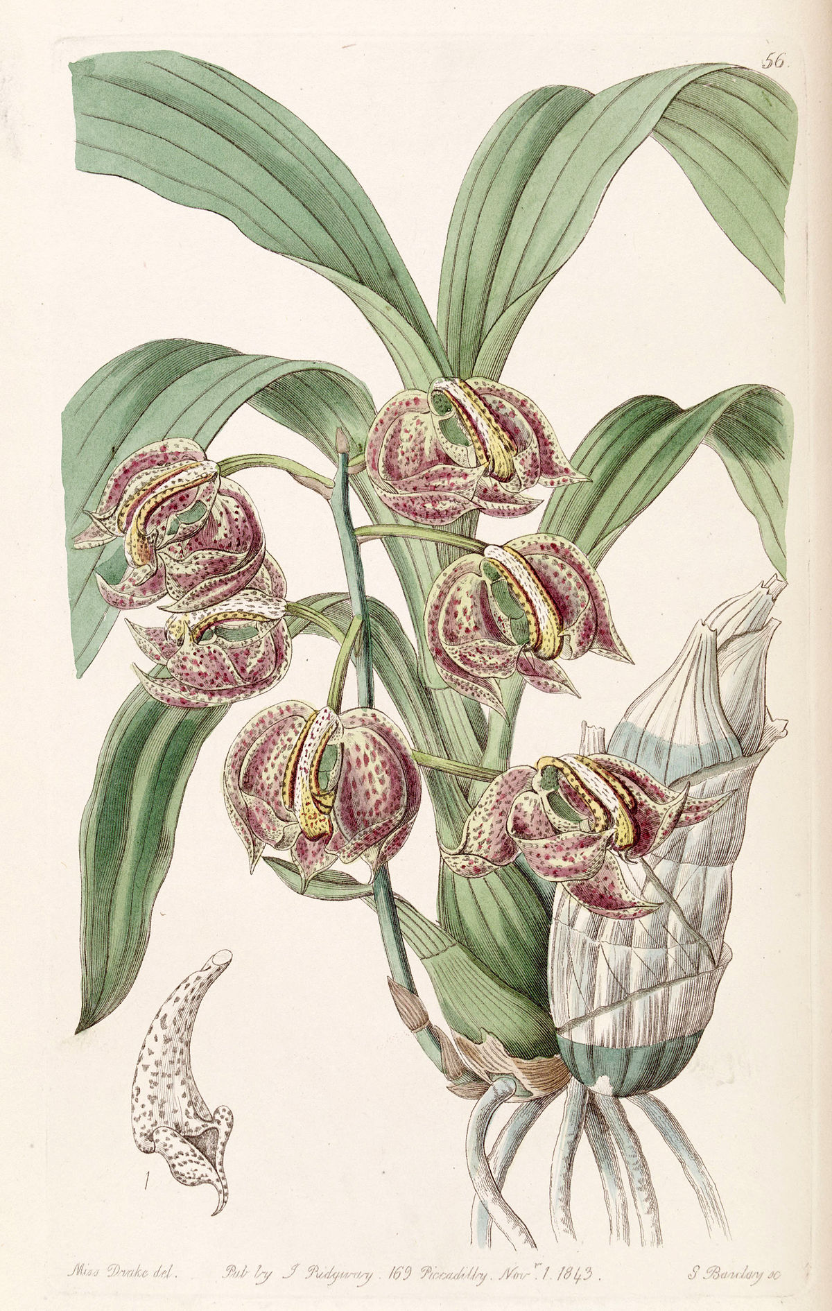 Mormodes