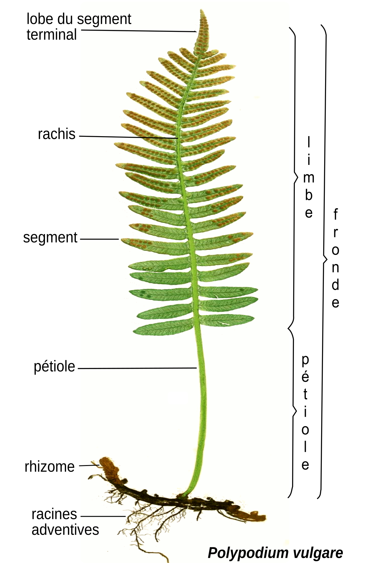 Fronde (botanique)