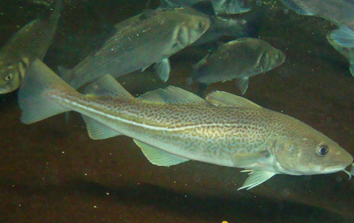 Morue en aquarium à Mareis