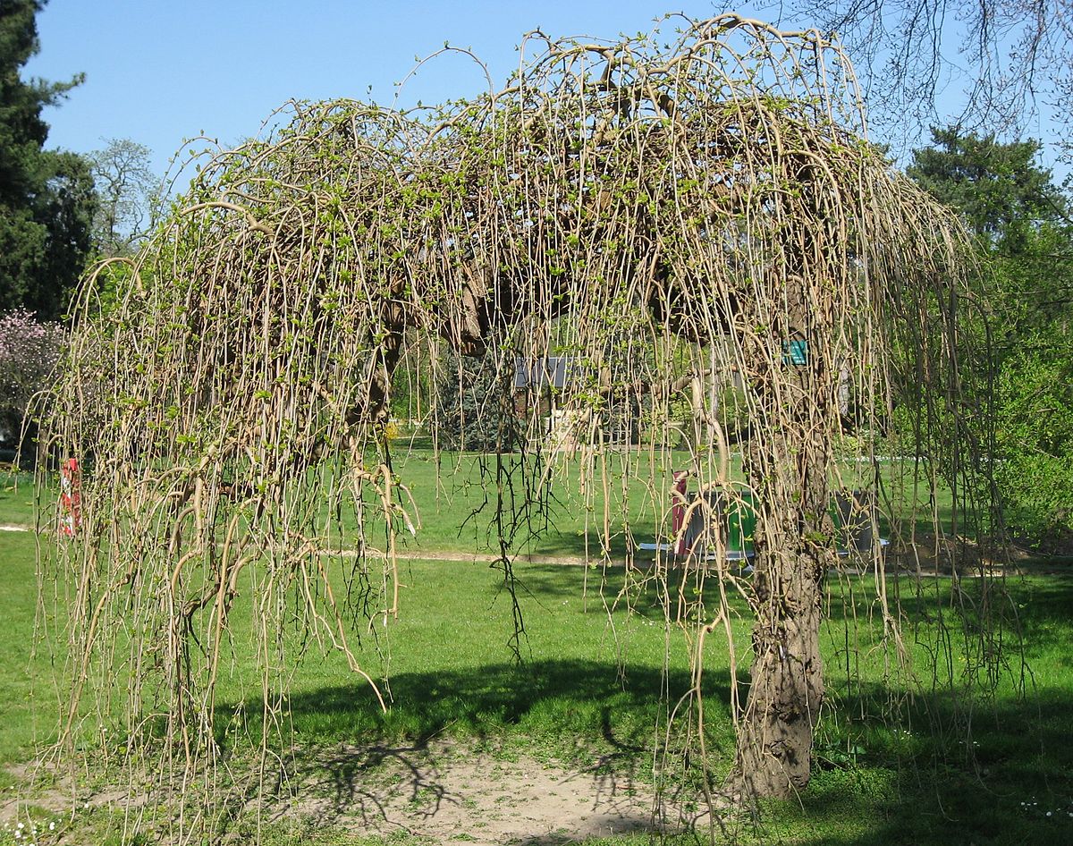 mûrier blanc au jardin du Pré-Catelan