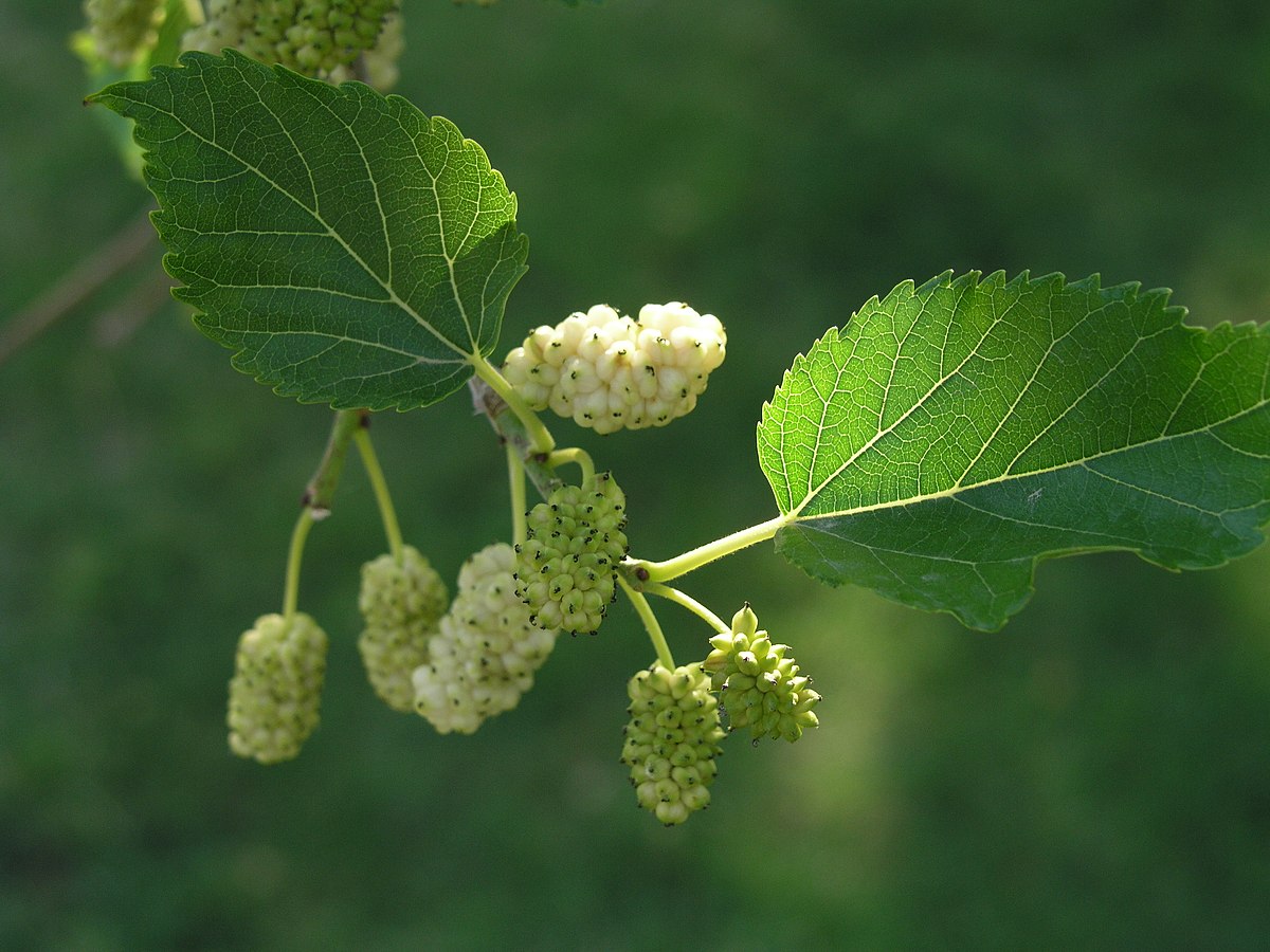 Fruits du mûrier blanc