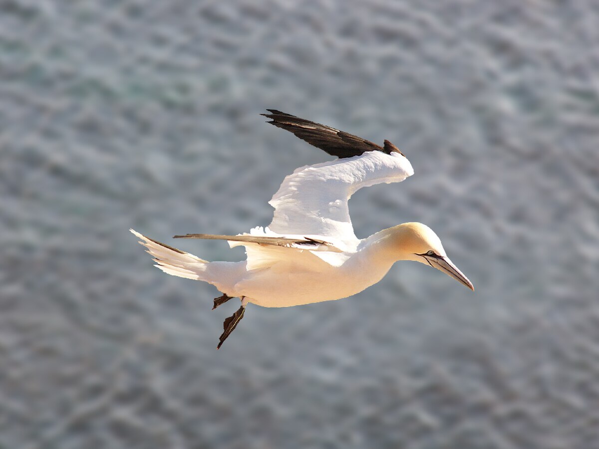 Morus-bassanus Northern Gannet.jpg