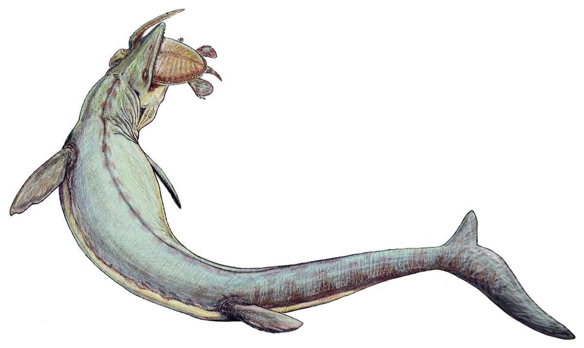 Mosasauridae