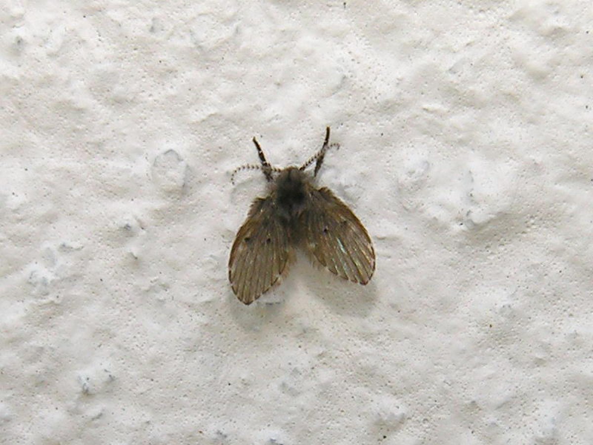 Psychoda