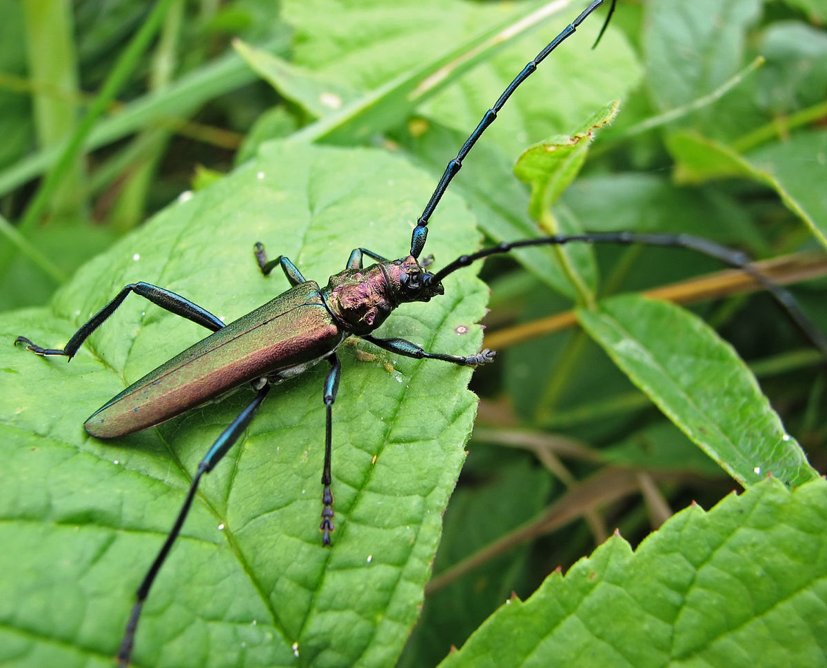 Cerambycinae