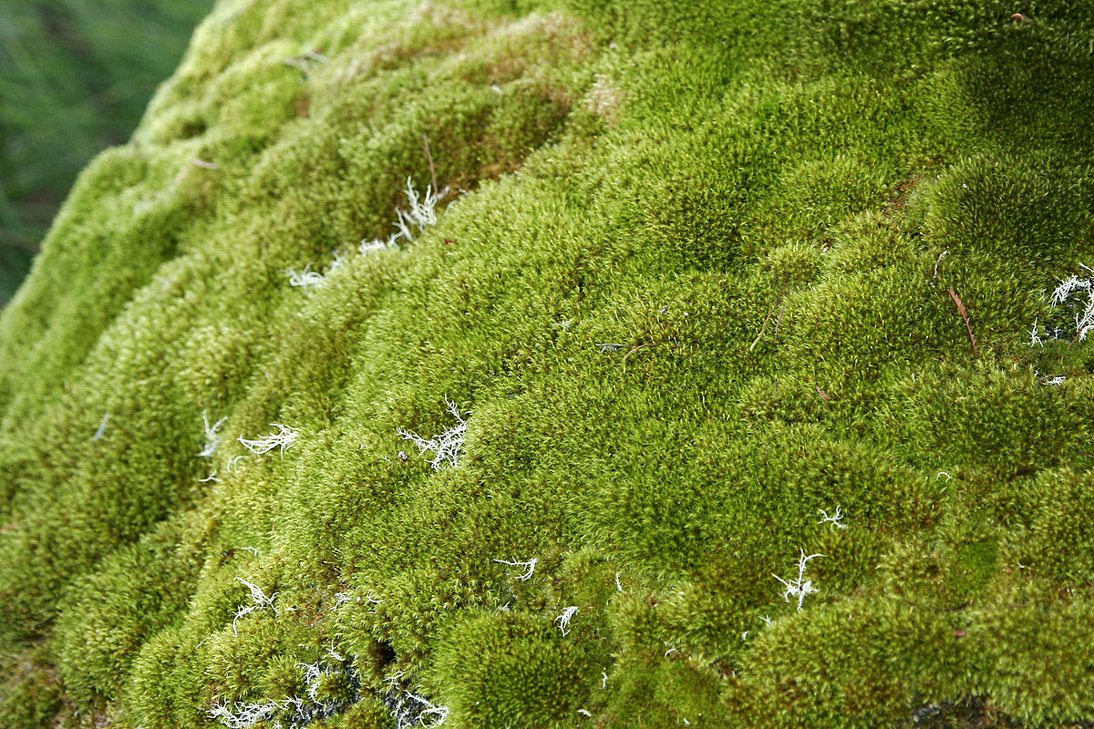 Bryophyta