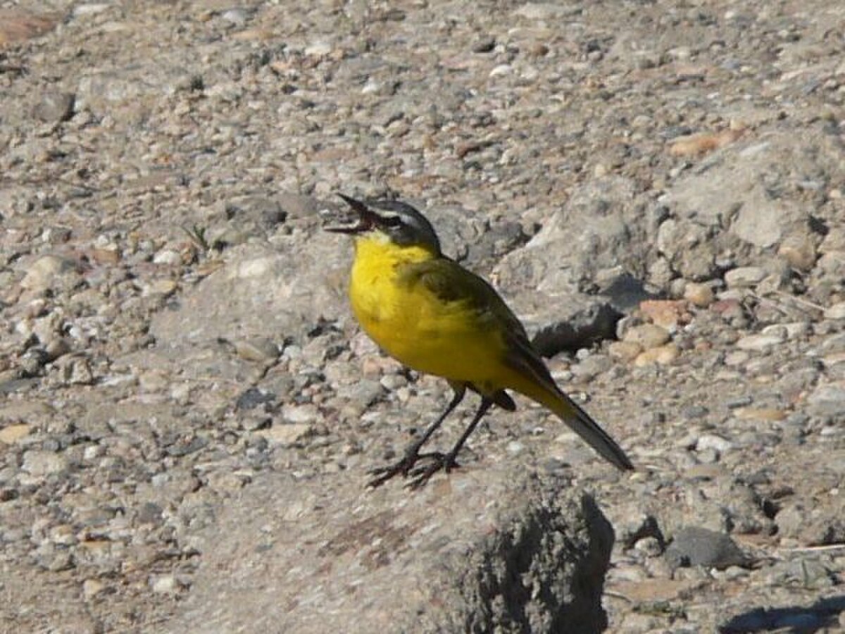 Motacilla