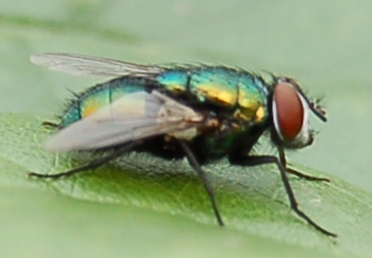Mouche verte