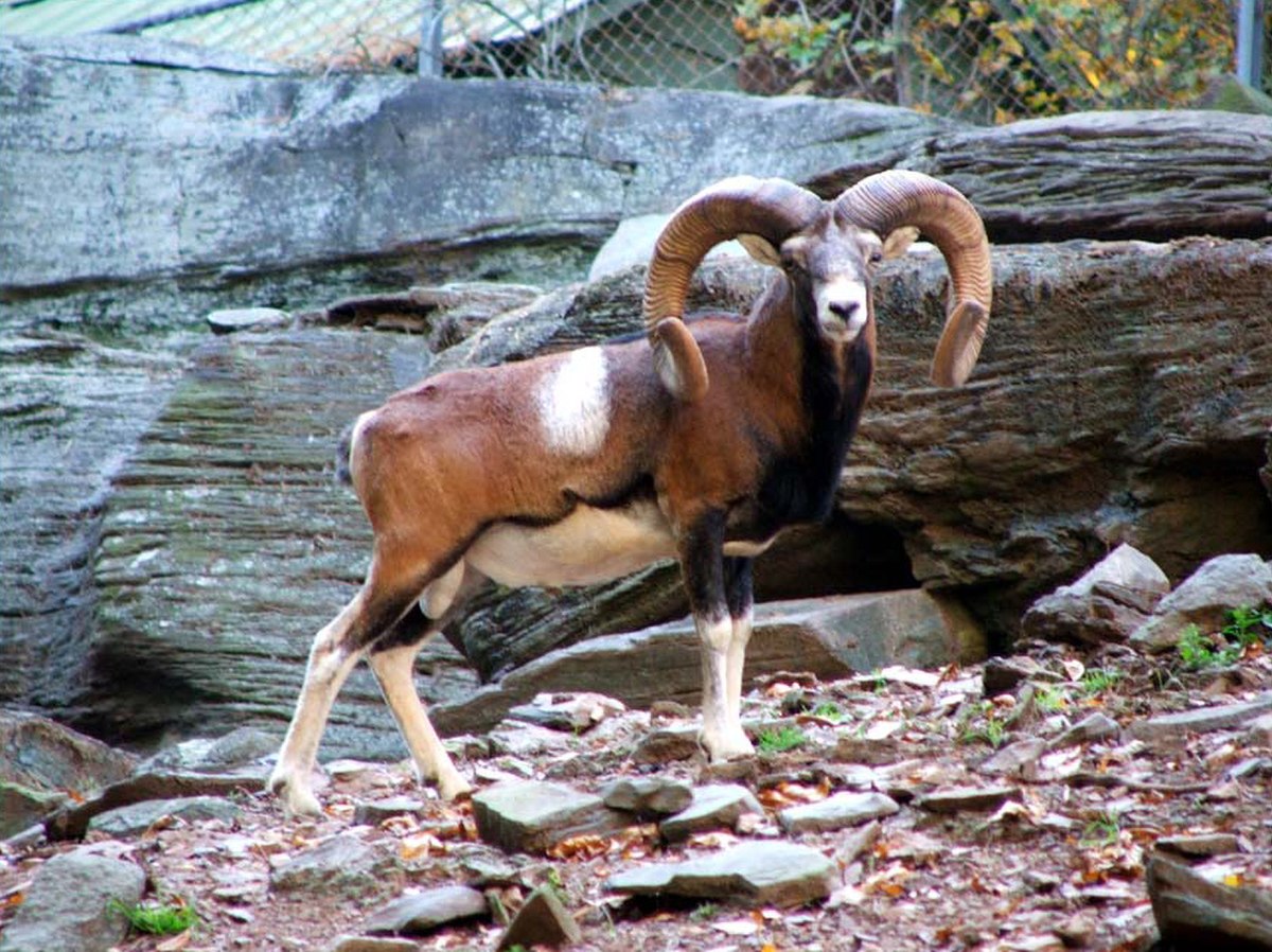Mouflon méditerranéen