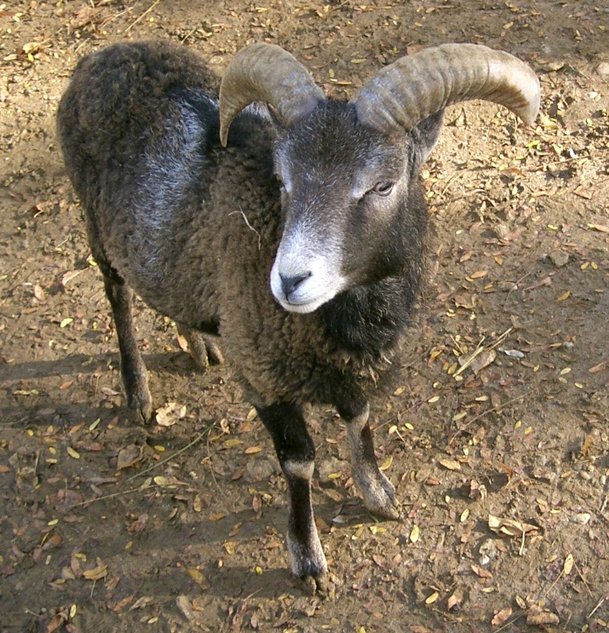 Mouflon corse