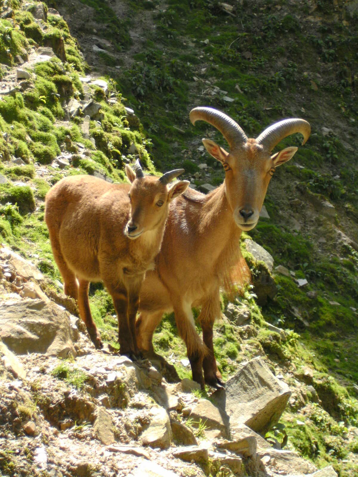Mouflon à manchettes