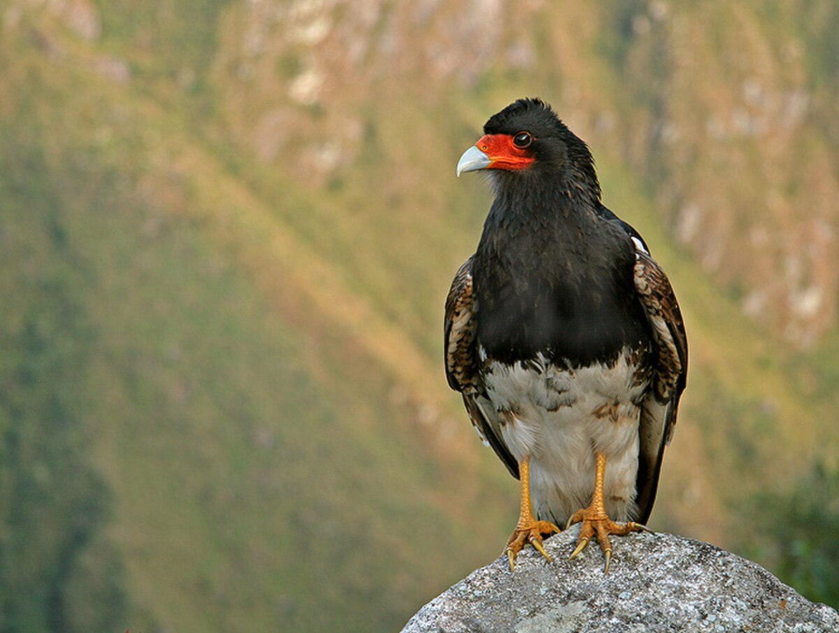 Caracara montagnard