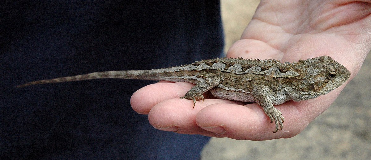Rankinia diemensis