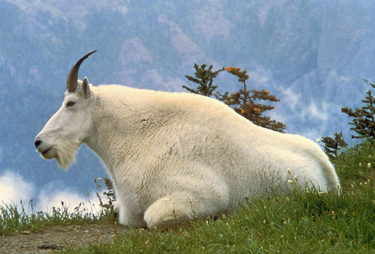 Chèvre des montagnes rocheuses