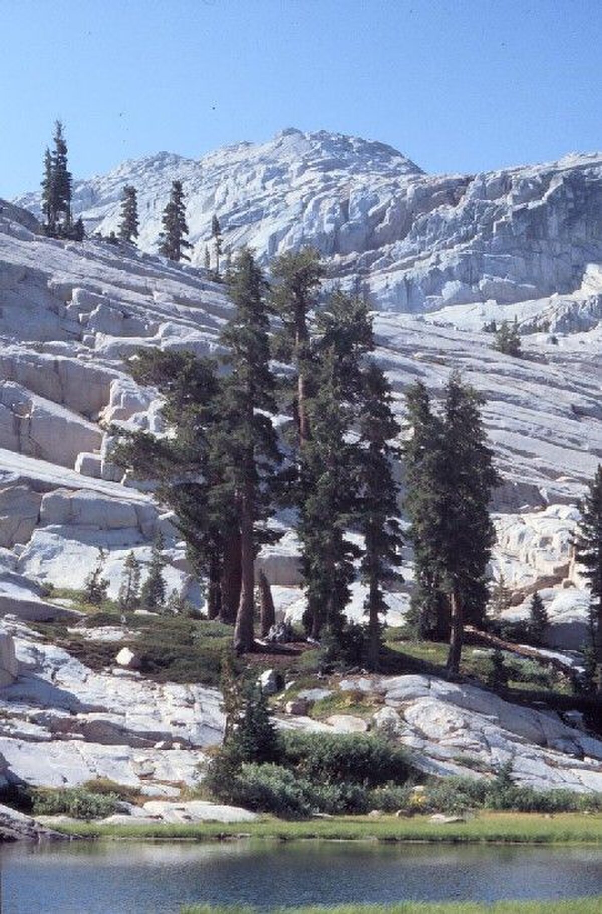 Pruche subalpine