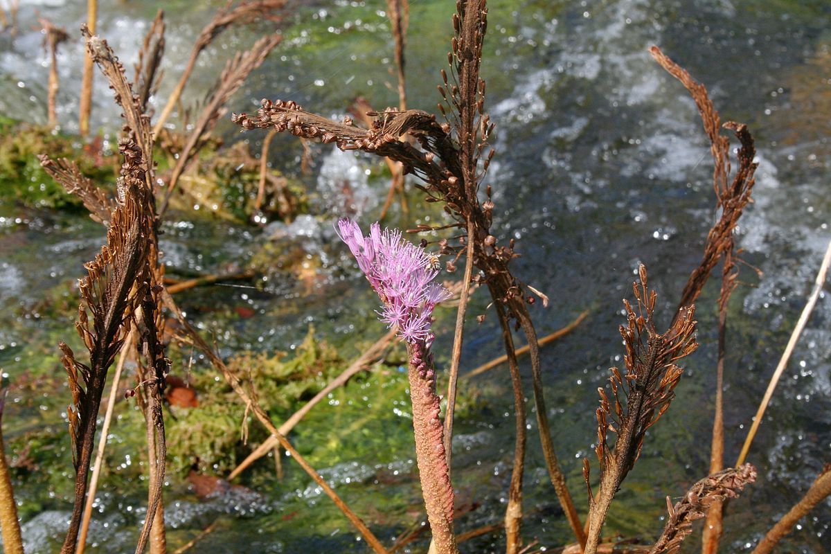 Podostemaceae