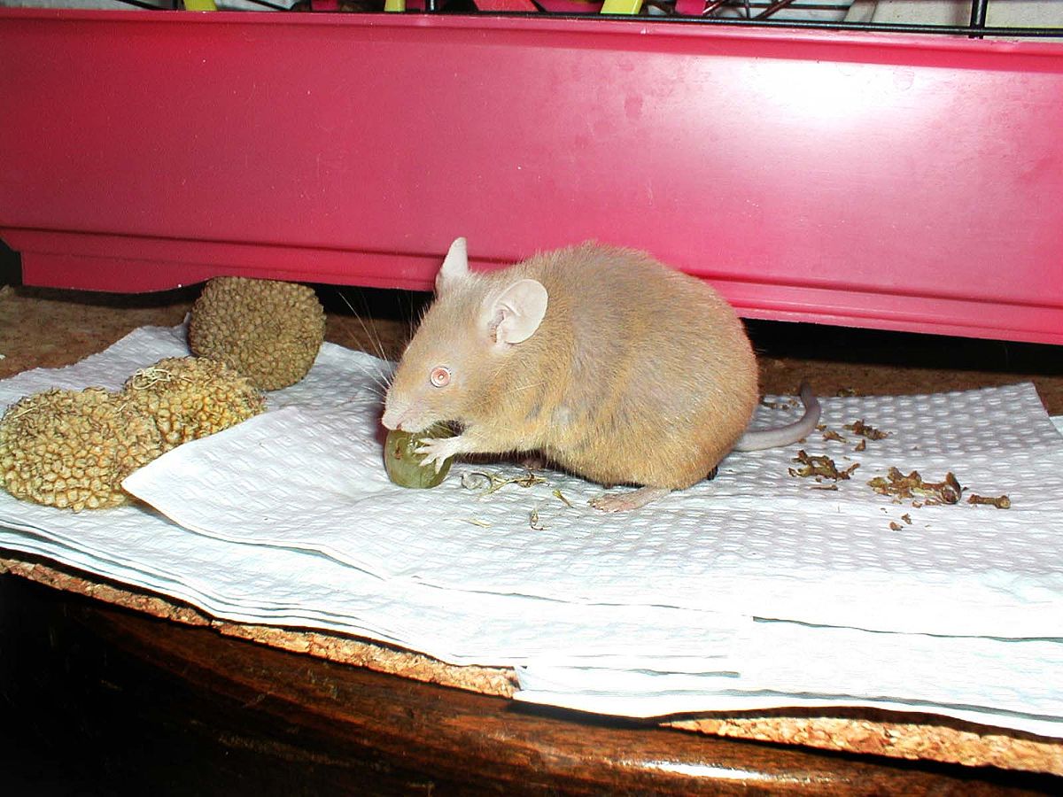 Mouse2.jpg