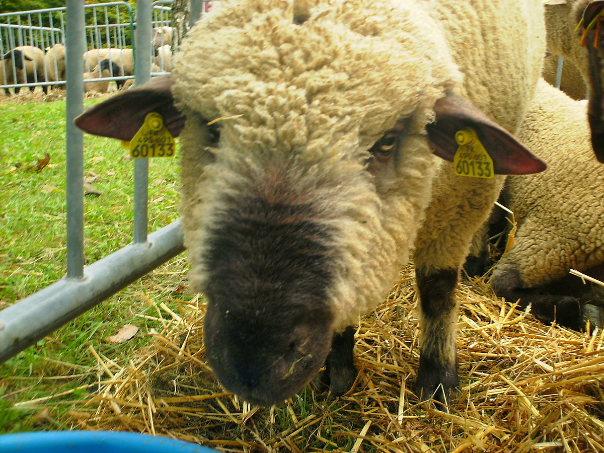 Dorset (race ovine)