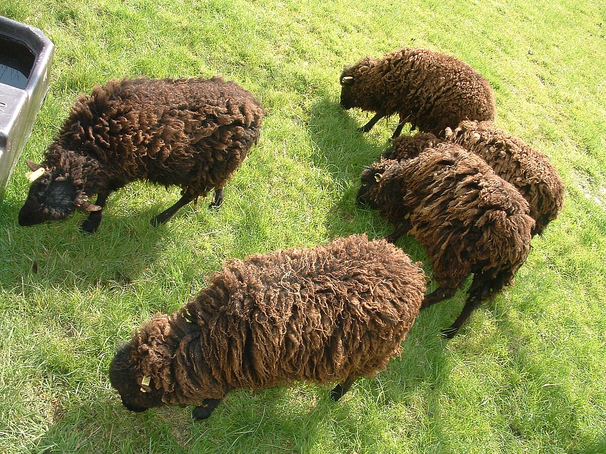 Ouessant (race ovine)