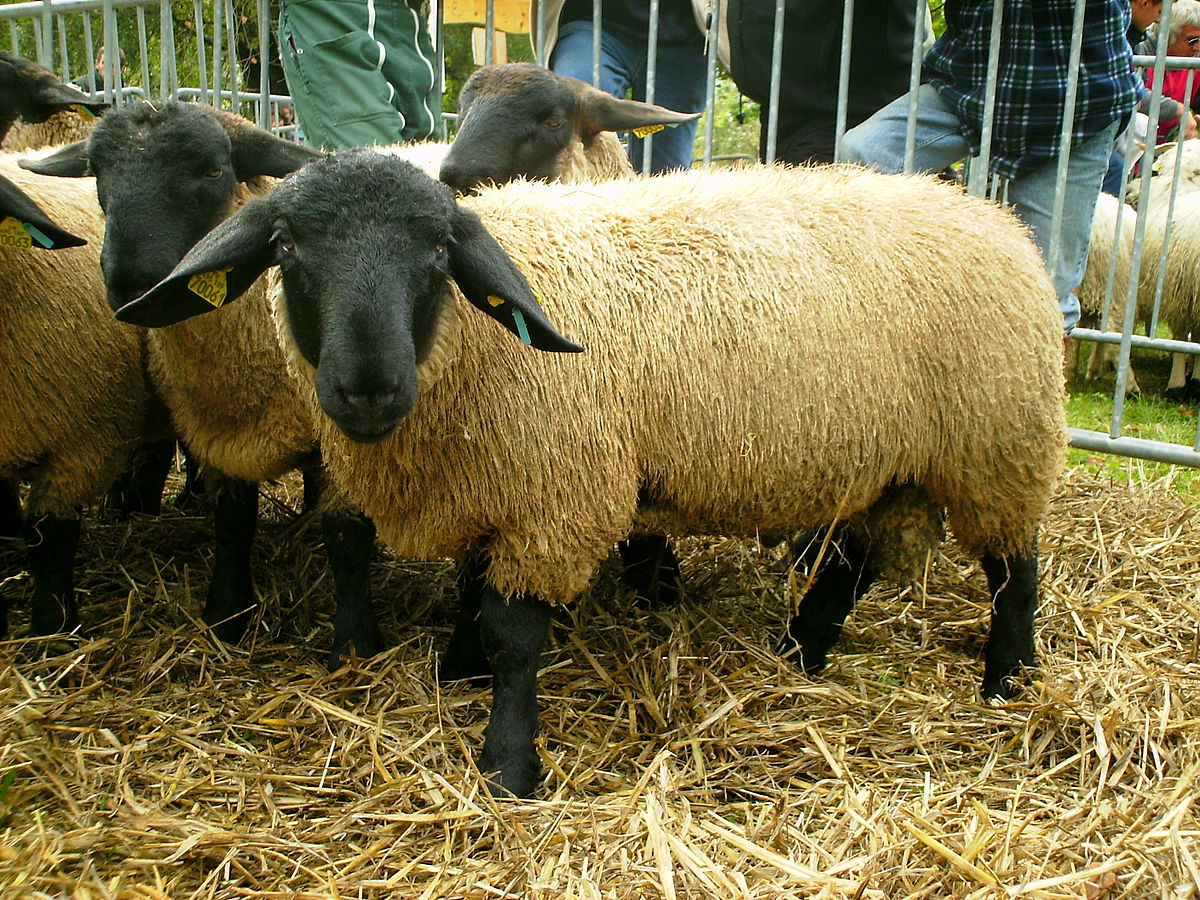 Suffolk (race ovine)