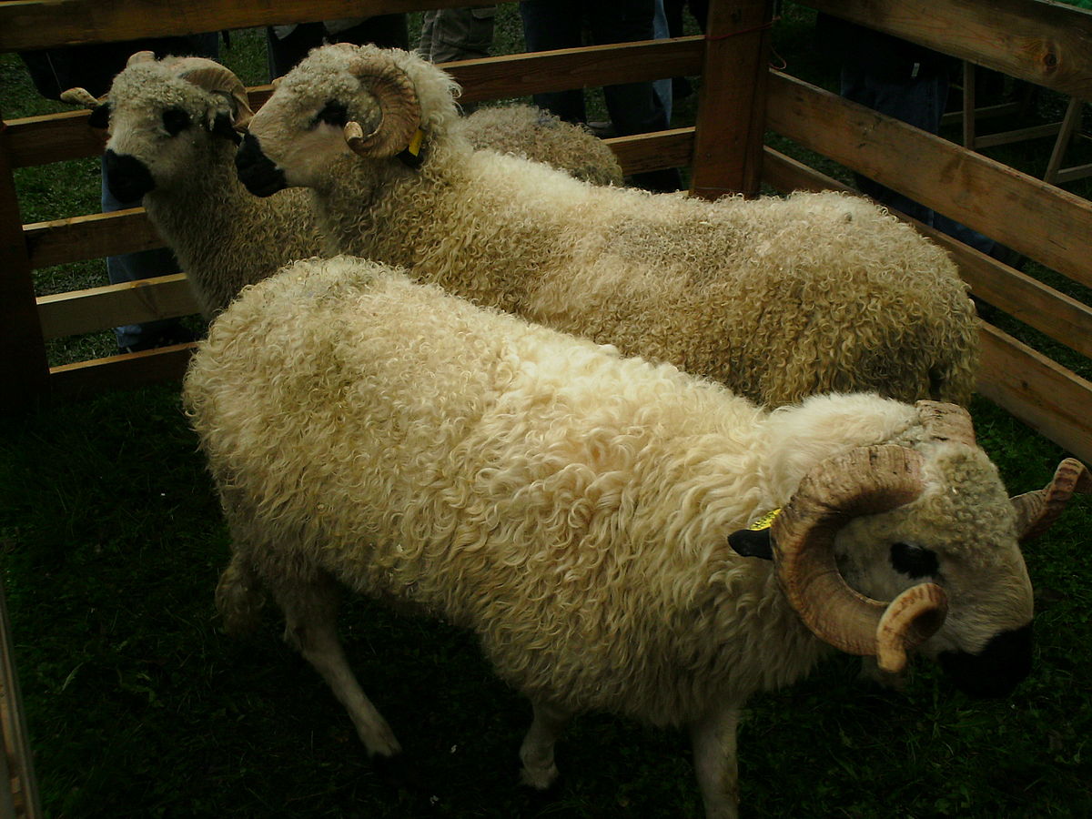 Moutons Thônes&Marthod