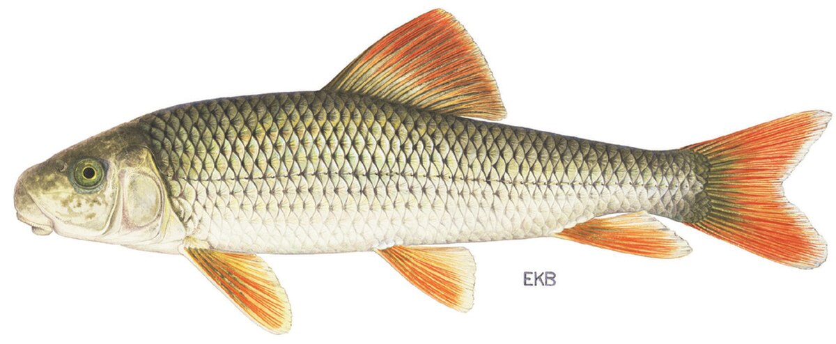 Moxostoma