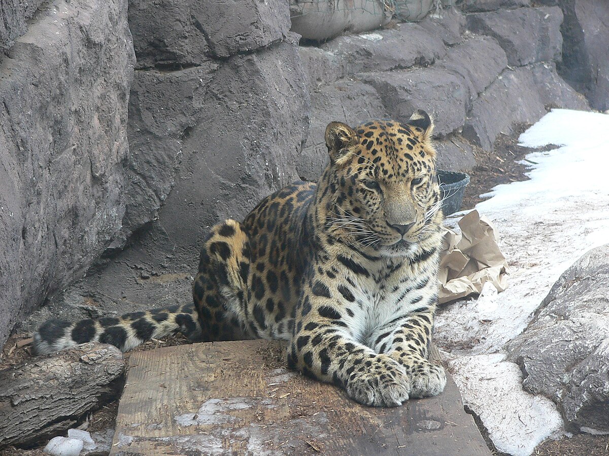 Panthère de Chine
