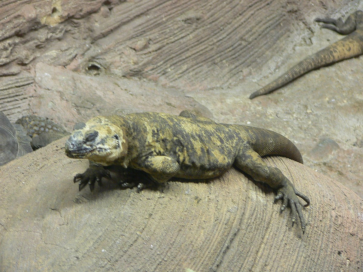 Chuckwalla de San Esteban
