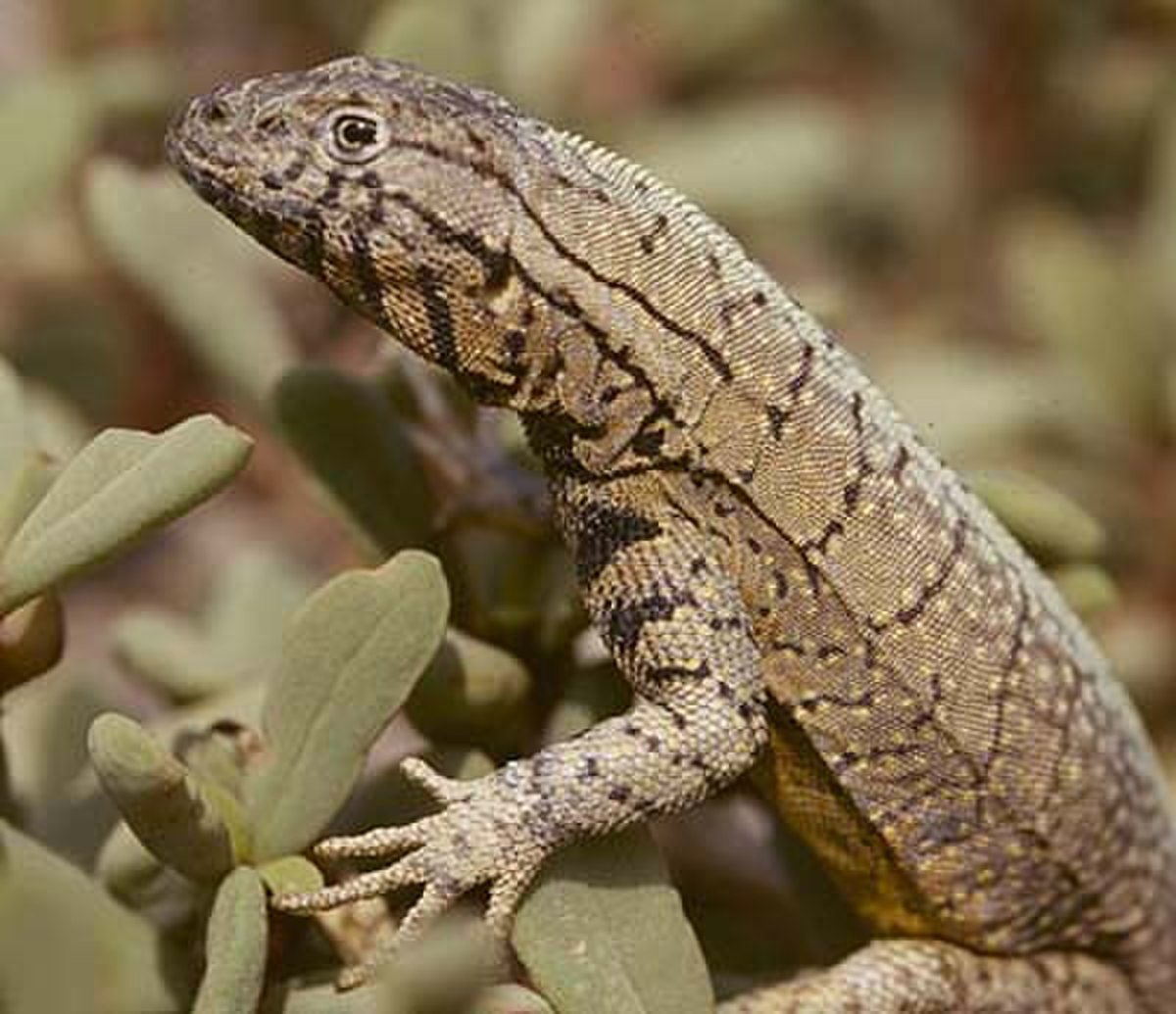 Tropiduridae