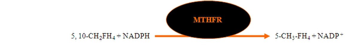 MTHFR réaction.JPG