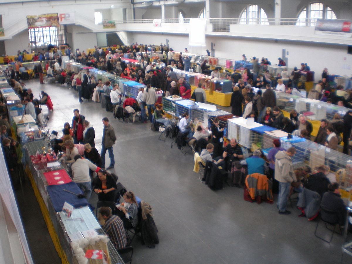 Exposition féline