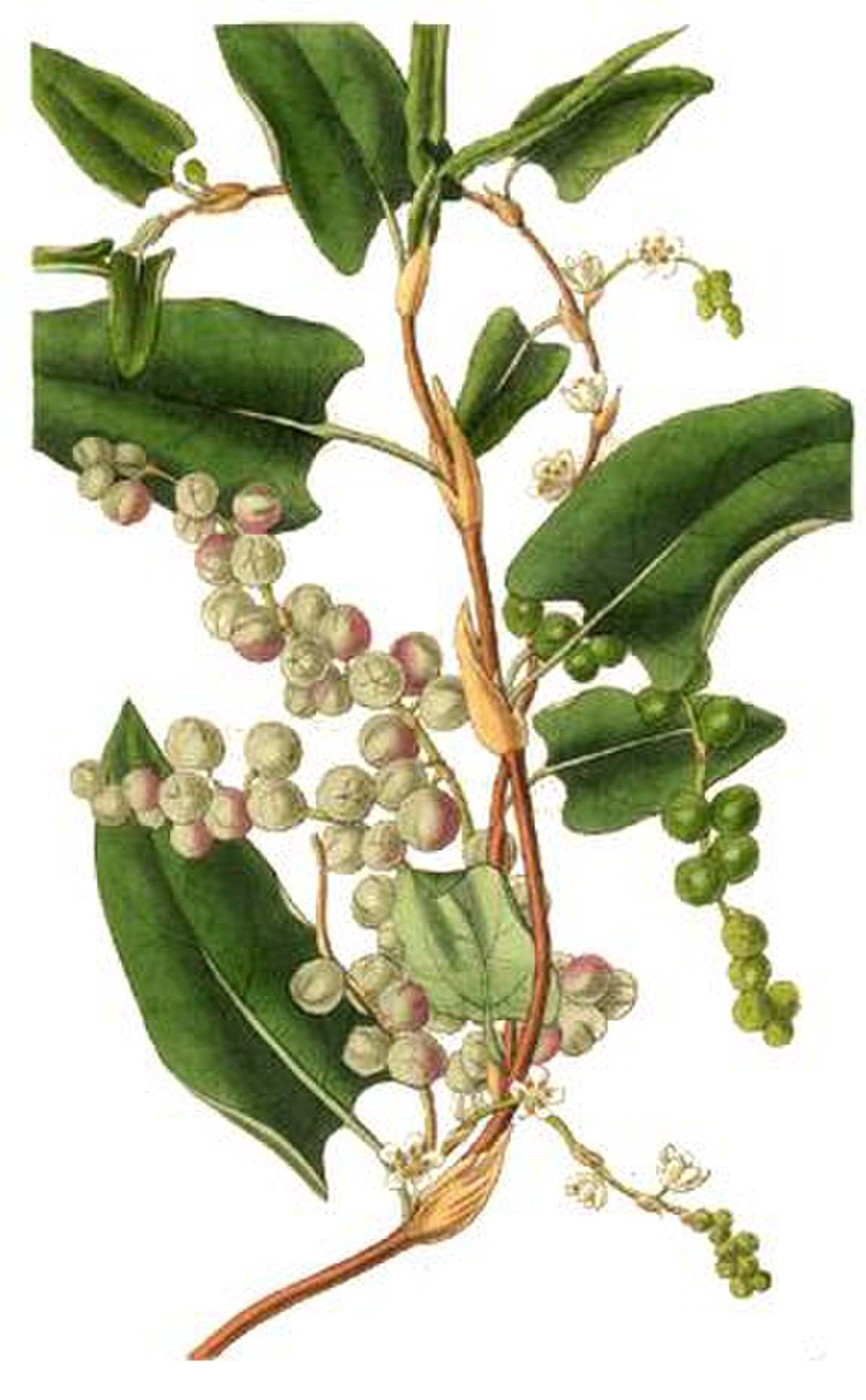 Muehlenbeckia