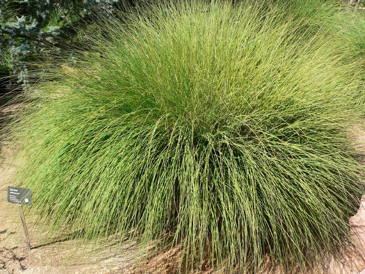 Muhlenbergia
