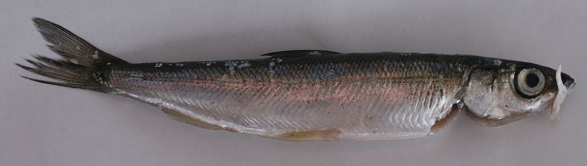 Corégone blanc
