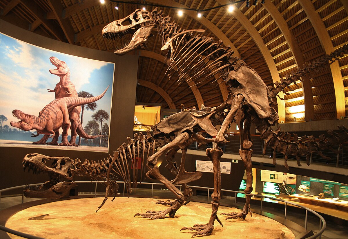 MUJA-Tyrannosaurus.JPG